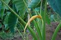 Colocasia esculenta